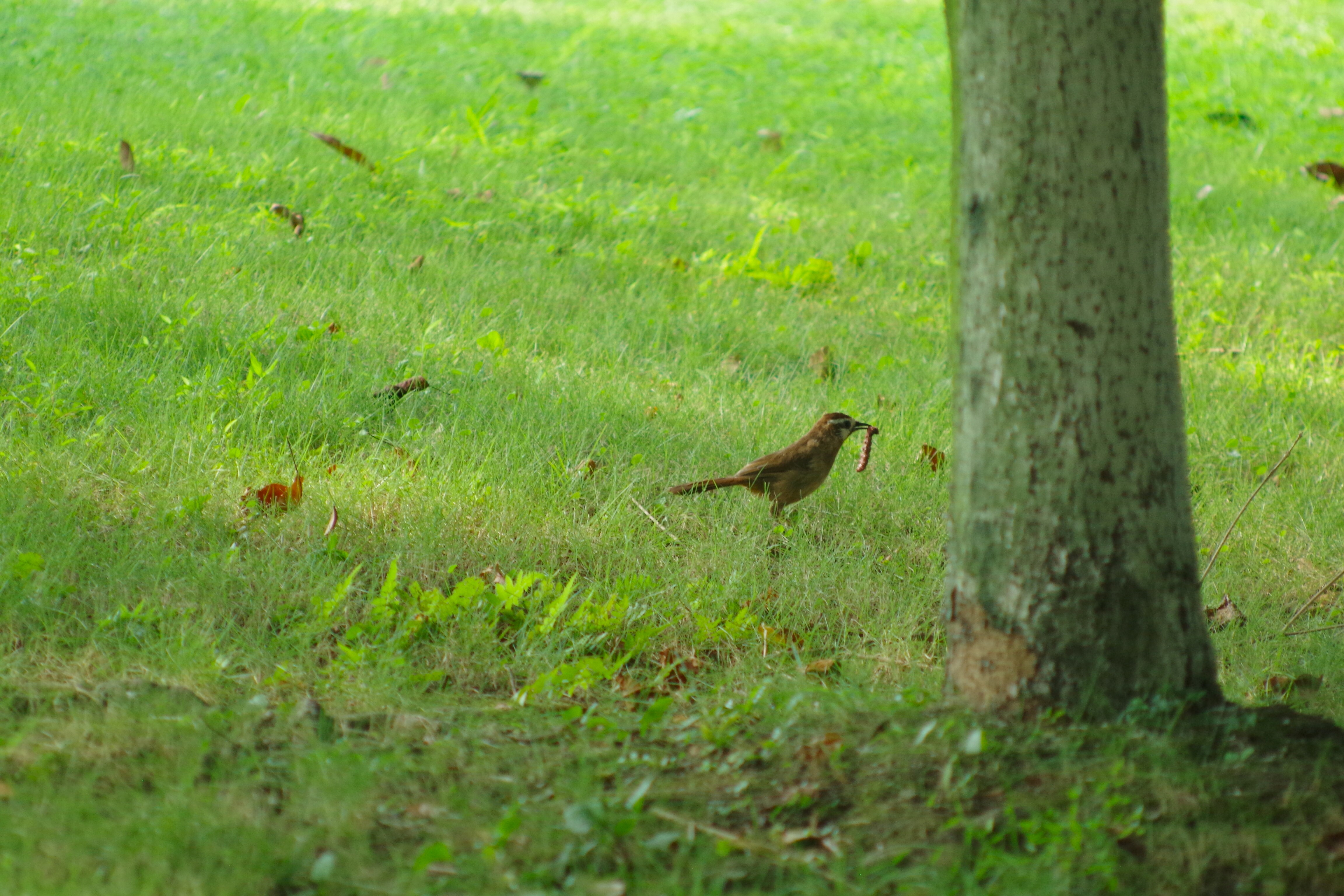 早起的鸟儿有虫吃